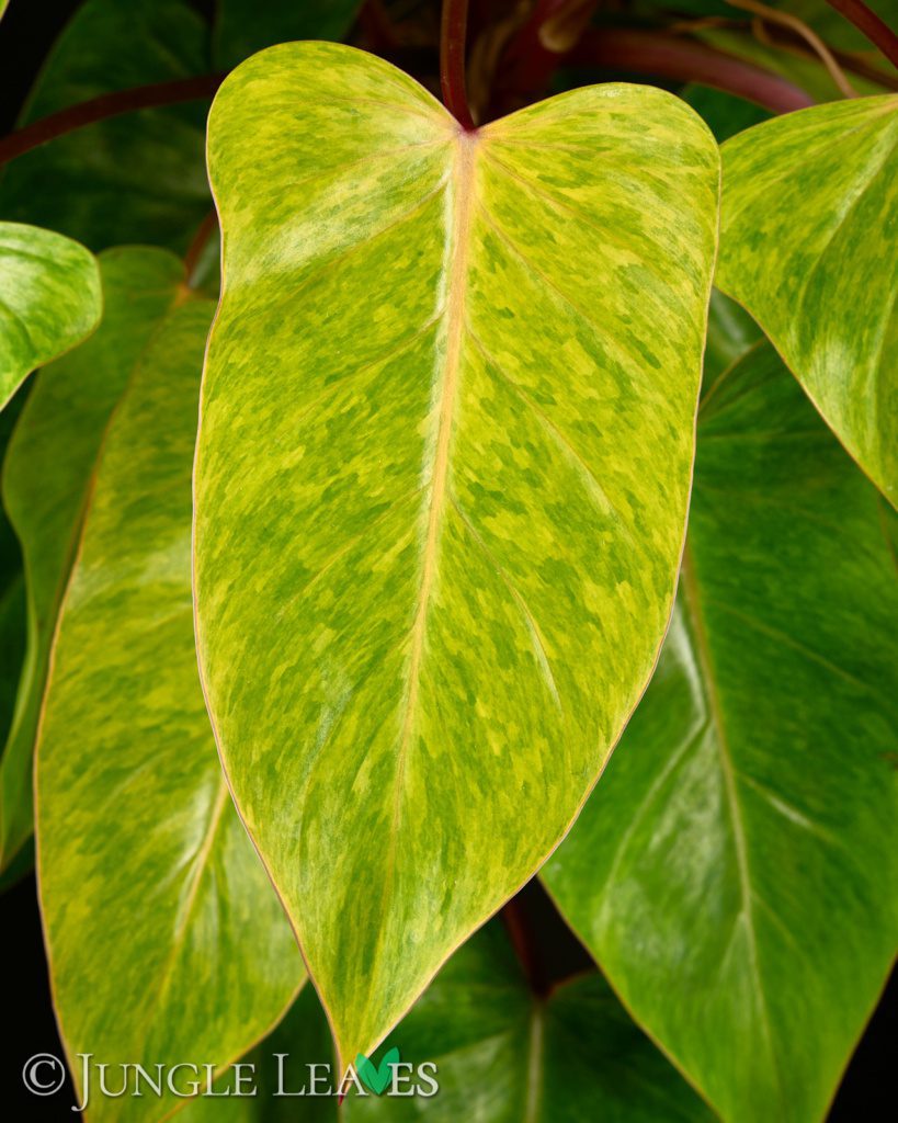 Philodendron Painted Lady From 24 99 Jungle Leaves