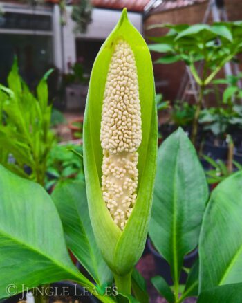 Amorphophallus fallax inflorescence