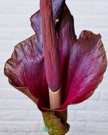 Amorphophallus konjac inflorescence2