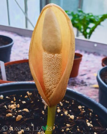 Amorphophallus yuloensis inflorescence