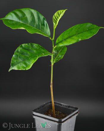 Jackfruit tree