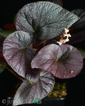 Begonia U508