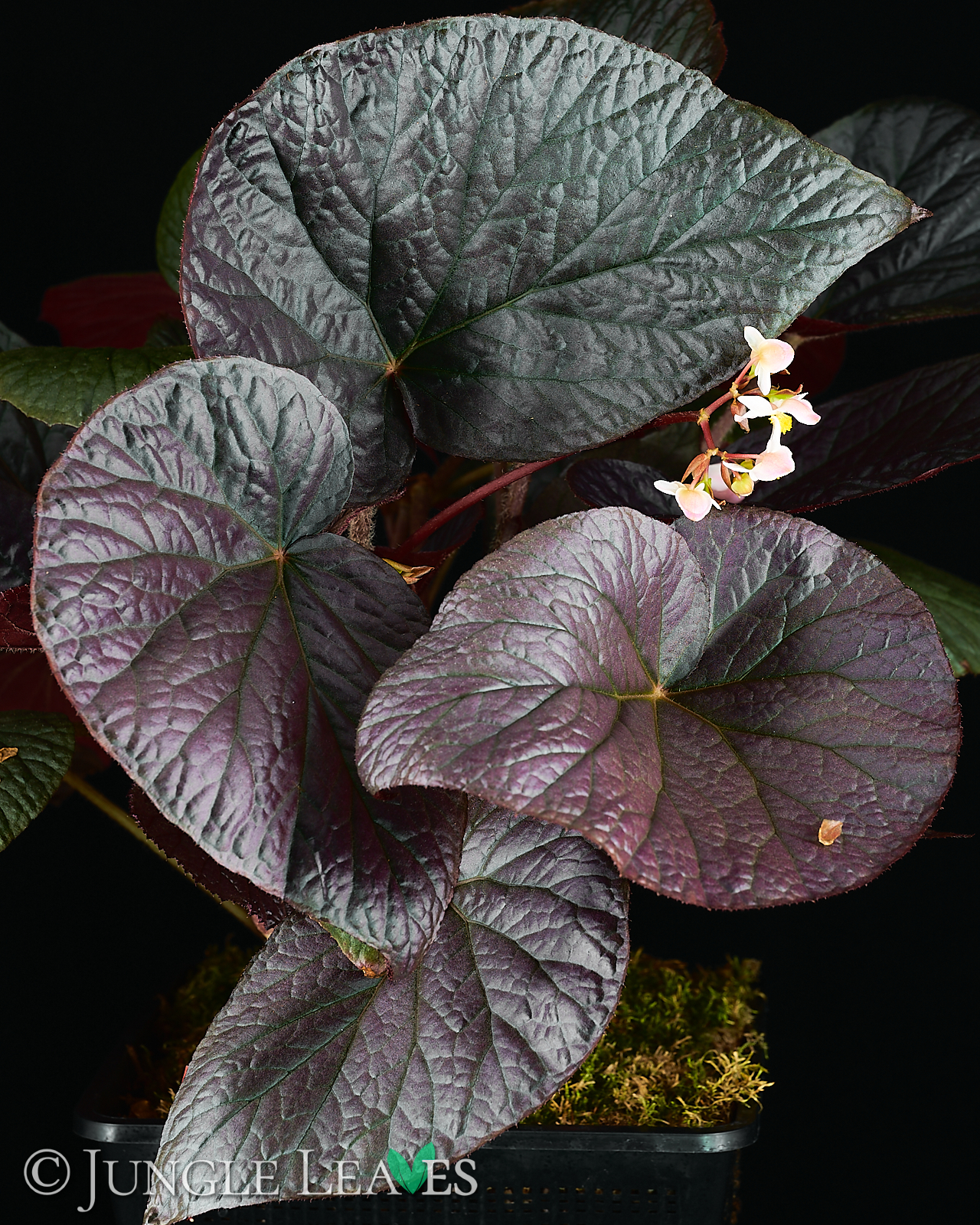 Begonia U508 'Cote de Castillon' 29,99€ - Jungle Leaves