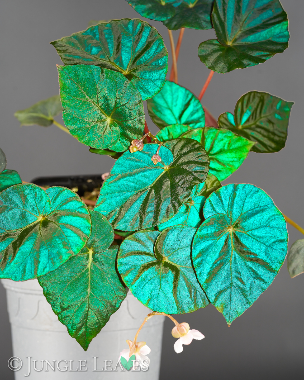 Begonia pavonina 'Cyan Form' - Jungle Leaves