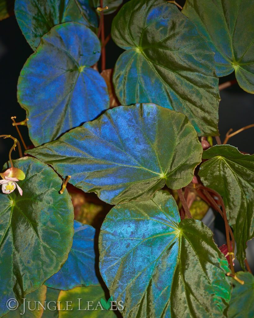 Begonia pavonina 'Dark Form' - Jungle Leaves