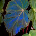 Begonia pavonina 'Dark Form' - Jungle Leaves