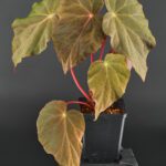 Begonia pavonina 'Dark Form' - Jungle Leaves