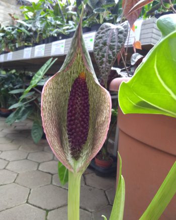 Synandrospadix vermitoxicus