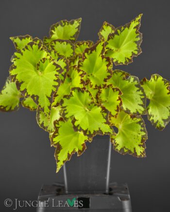 Begonia bowerae var. bowerae