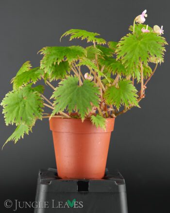 Begonia lyallii f. masoalensis