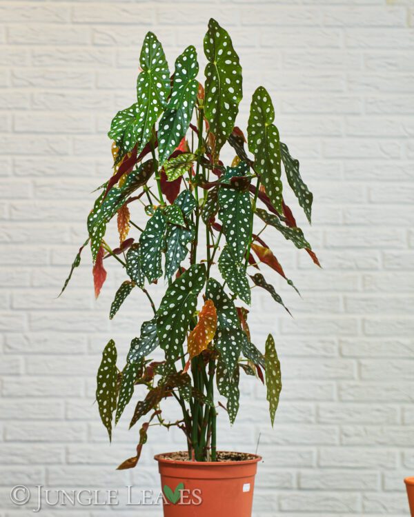 Begonia maculata 12,99€ - Jungle Leaves