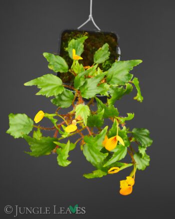 Begonia prismatocarpa