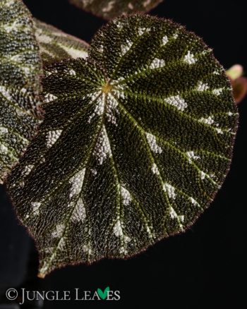 Begonia pustulata