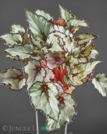 Begonia rex Hybride