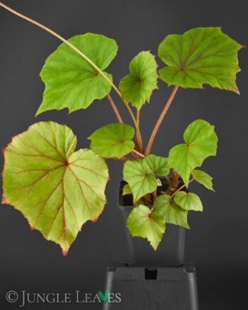 Begonia sericoneura