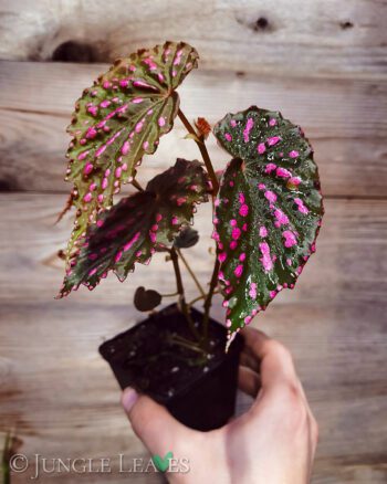 Begonia cf. negrosensis