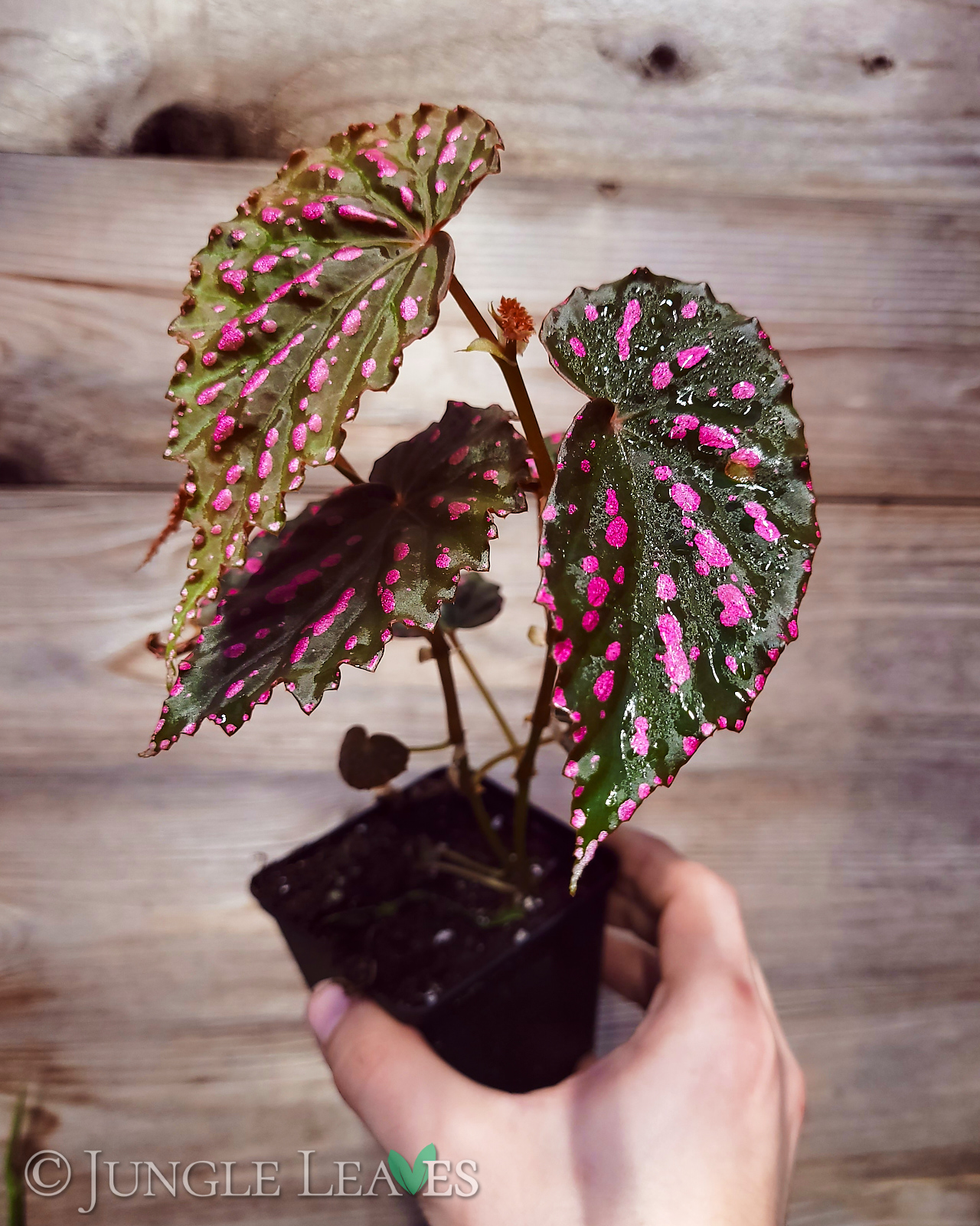 Begonia cf. negrosensis ab 49,99€ Jungle Leaves