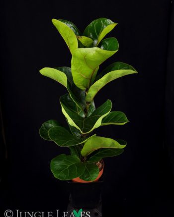 Ficus lyrata - Geigenblattfeige