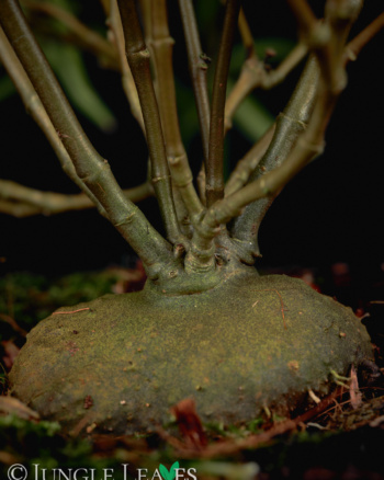 Hydnophytum puffii (sp. Needle Leaf)