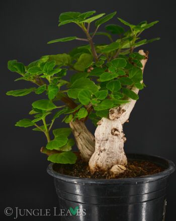 Plectranthus ernstii 1