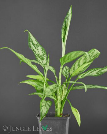 Aglaonema commutatum 'Silver Queen'