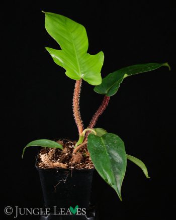 Philodendron squamiferum