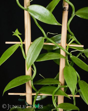 Vanilla planifolia