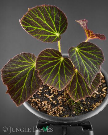 Begonia chloroneura