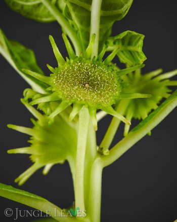 Dorstenia hildebrandtii