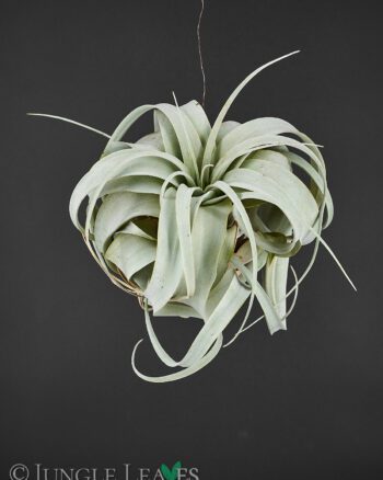 Tillandsia xerographica