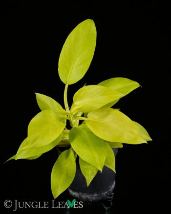 Philodendron 'Malay Gold'