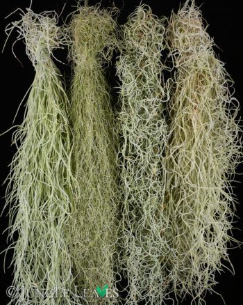 Tillandsia usneoides (Normal, Fine, Curly, Soft)