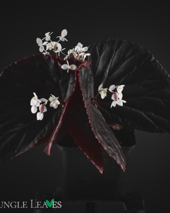 Begonia sp. 'Sulawesi Black' 'Black Metallic'