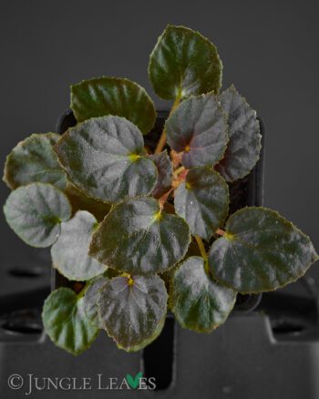 Begonia metachroa