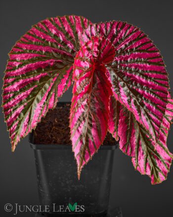 Begonia brevirimosa ssp. exotica