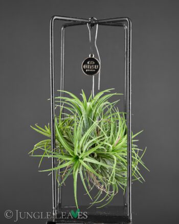 Ansu Tillandsia square klein standard