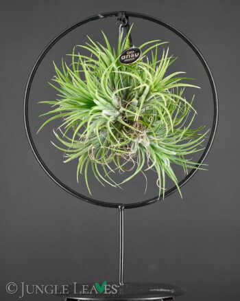 Ansu Tillandsia ring groß standard