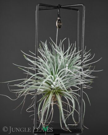 Ansu Tillandsia square groß xeric