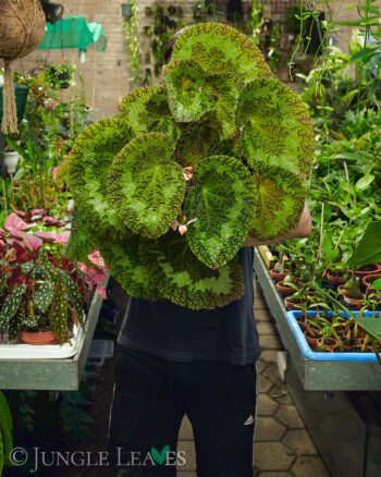 Begonia sizemoreae