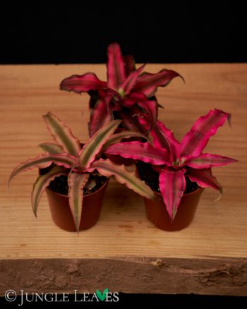 Cryptanthus