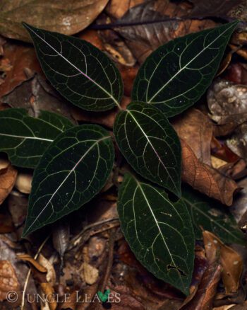 Mikania cf. guaco in situ