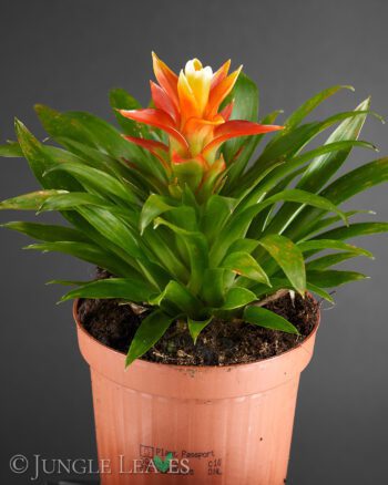 Guzmania 'Theresa'