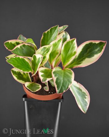 Peperomia clusiifolia