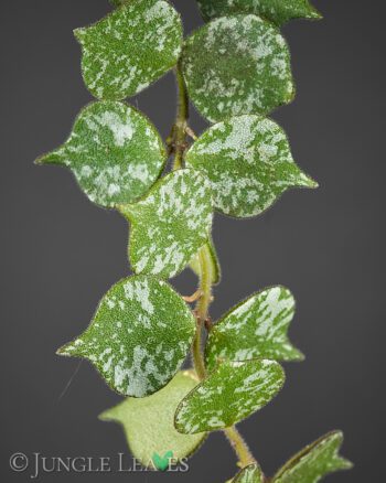 Hoya curtisii