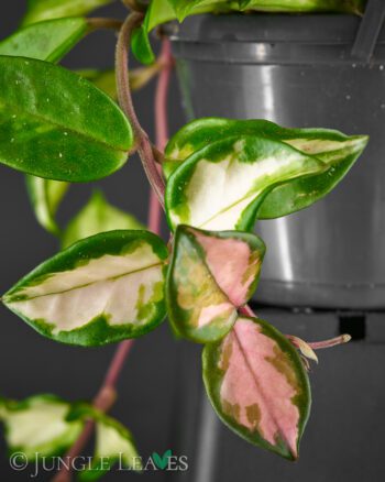 Hoya Tricolor