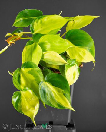 Philodendron scandens 'Brazil'