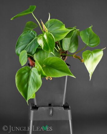 Philodendron scandens