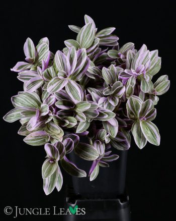 Tradescantia 'Nanouk'