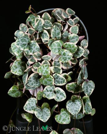 Ceropegia woodii 'Variegata'