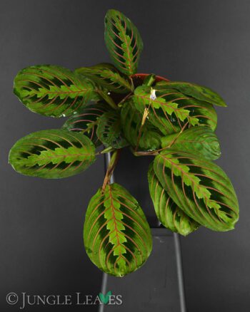 Maranta leuconeura 'Tricolor'